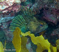 Chironemus maculosus