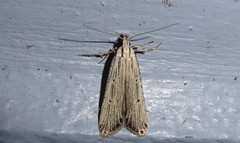 Anisoplaca ptyoptera