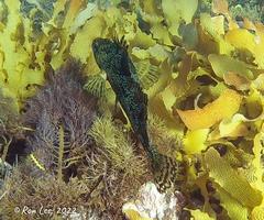 Chironemus maculosus