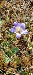 Gentiana bicuspidata