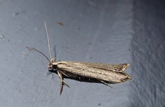 Anisoplaca ptyoptera