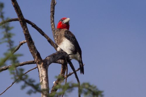 Brown-breasted Barbet (Pogonornis melanopterus), photo 10