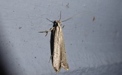 Anisoplaca ptyoptera