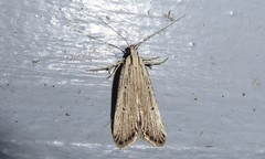 Anisoplaca ptyoptera