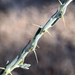 Sclerolaena muricata