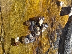 Echinolittorina pascua