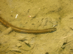 Helicops infrataeniatus