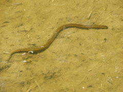 Helicops infrataeniatus