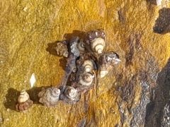 Echinolittorina pascua