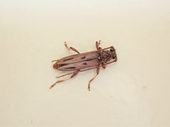 Eburida sublineata