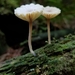 Lichen Agaric - Photo (c) Tobi (he/him), some rights reserved (CC BY), uploaded by Tobi (he/him)