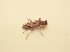 Eburida sublineata