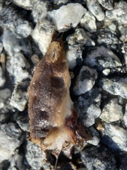 Testacella haliotidea