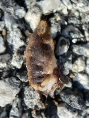 Testacella haliotidea