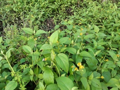 Wollastonia