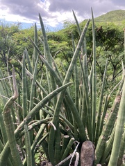 Sansevieria cylindrica
