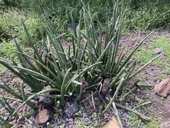 Sansevieria cylindrica