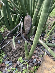 Sansevieria cylindrica