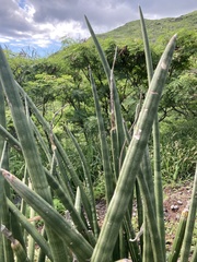 Sansevieria cylindrica