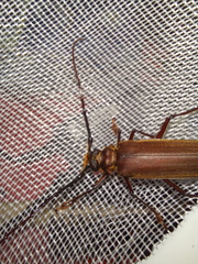 Orthomegas cinnamomeus
