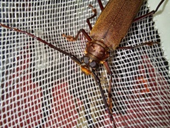 Orthomegas cinnamomeus