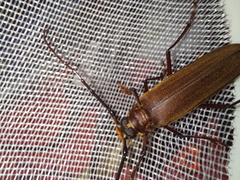 Orthomegas cinnamomeus