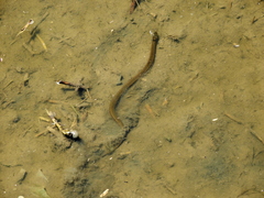 Helicops infrataeniatus