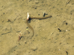 Helicops infrataeniatus