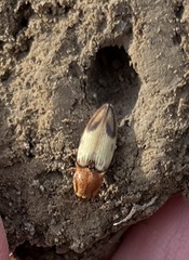 Stropenron hamata
