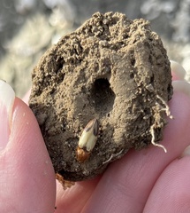 Stropenron hamata
