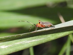 Adelphocoris rapidus