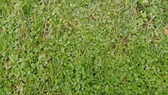 Hydrocotyle