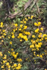 Acacia montana