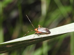 Adelphocoris rapidus