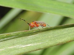 Adelphocoris rapidus