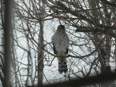Accipiter cooperii