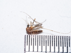 Aedes notoscriptus