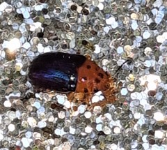 Platymela sticticollis