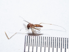 Aedes notoscriptus