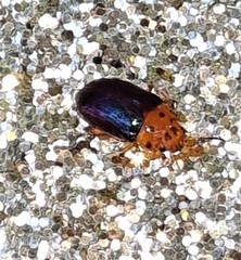 Platymela sticticollis
