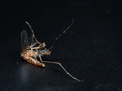 Aedes notoscriptus