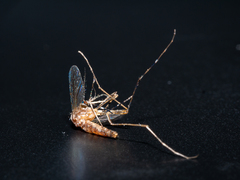 Aedes notoscriptus