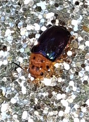 Platymela sticticollis