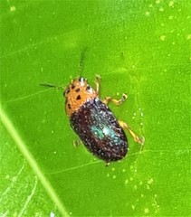 Platymela sticticollis