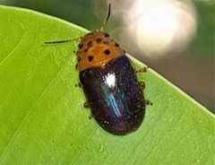Platymela sticticollis