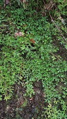 Selaginella australiensis