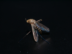 Culex pervigilans