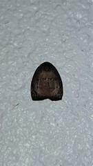 Hemonia micrommata