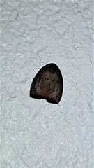 Hemonia micrommata