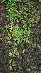 Selaginella australiensis